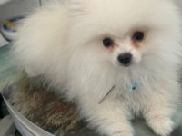 Zwergspitz (Pomeranian) – Weiß – süß & verspielt, 4 Monate