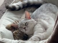 Nala & Simba suchen gemeinsam ein liebevolles Zuhause