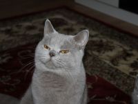 Reinrassige BKH -  Deckkater in Lilac.Blutgruppe B: