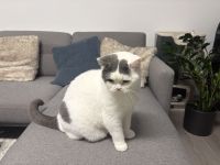 BKH Kater , 5 Jahre Sucht liebevolles Zuhause