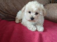 Sússe Maltipoo Welpen suchen net Zuhause