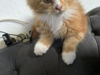 XL Maine Coon Kater abzugeben verspielt & zutraulich