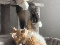 XL Maine Coon Kater abzugeben verspielt & zutraulich