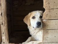 Schüchterne Raisa sucht geduldiges Zuhause