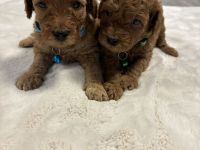 Zwei kleine rote Herzen auf vier Pfoten suchen ihr Für-immer- Zuhause