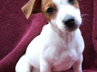Jack-Russell Terrier Welpen umzugsbereit!