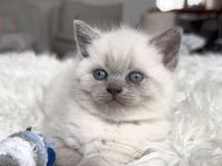 Britisch kurzhaar kitten Bkh