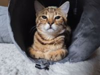 Bengal Kater