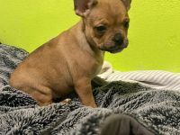 Nur noch 2 zuckersüße Retrobully Mädels