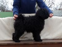 Puli kölykök várják szerető családjukat