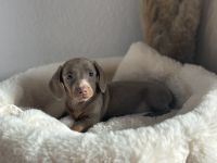 Zwergdackel Welpen in sonderfarbe