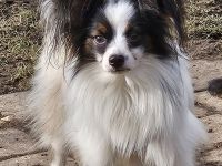 Papillon Rüde sucht seine aktive Familie