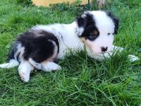 Australian Shepherd Welpen