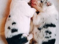 Australian Shepherd Welpen