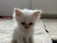 Heilige Birma Kitten