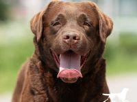 4-jähriger schokobrauner Labrador-Rüde sucht Patenfamilie