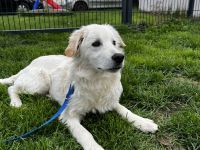 Dagobert - bereit für ein eigenes Zuhause!