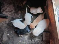 6 Geschwister suchen ihre Familien!