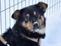 Pepe sucht ein aktives Zuhause