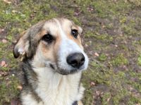 Darf Hena bei dir einziehen?