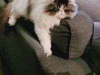 Reinrassige Perserkatze