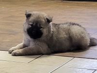 Eurasier Welpe Hündin und Rüde