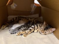 Wunderschöne Bengalkitten mit Stammbaum zu verkaufen