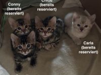 Verspielte & wunderschöne Bengalkitten (mit Stammbaum) suchen ein neues Zuhause!