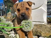 Reinrassige Shar-Pei-/Shar Pei-Welpen suchen ein neues Zuhause