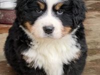 Noch ein wunderschöner kräftiger Berner Rüde sucht das beste Zuhause