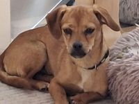 Bella sucht ein Zuhause  (Tierschutzhund)