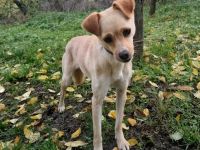 Goldie sucht ein Zuhause  (Tierschutzhund)