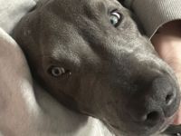 American Pit Bull XL Welpe