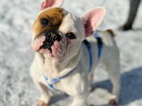 Ari sucht ein Zuhause (Tierschutzhund)