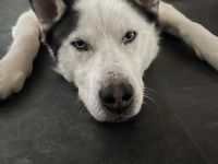 Tom möchte sein Herz verschenken...