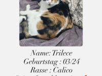 Katze an Liebevolle Hände abzugeben