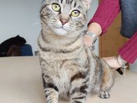 Schmusekatze Pia möchte sooo gern bei netten Leuten einziehen