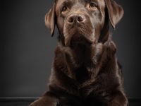 Reinerbig brauner Labrador Deckrüde mit LCD ZZL