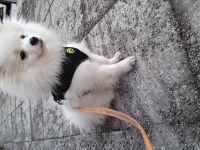 Chihuahua zwergspitz mix