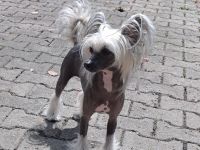 Chinese Crested Dog - weiblich - erwachsen