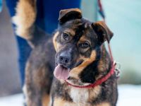 Amira, eine verschmuste Hündin sucht ein Zuhause