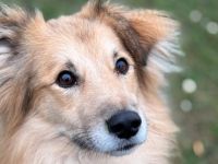 Schenkst du Toppi ein Zuhause?