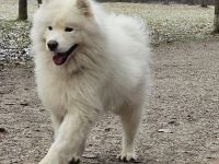 Samojedenrüde Timmy