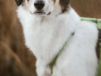 Adam auf Pflegestelle in 49549 Ladbergen sucht sein Für-immer-Zuhause