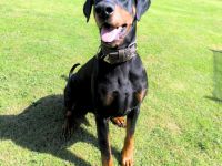 Metti in 07907 Schleiz sucht sein Für-immer-Zuhause