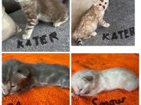 Bengal kitten in Braun Tabby oder Snow Lynx / Mink mit Stammbaum