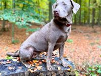 Lia in 47652 Weeze sucht ihr Für-immer-Zuhause