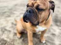 Marley in 34295 Edermũnde sucht sein Für-immer-Zuhause