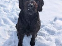 Kubo in 59590 Geseke sucht sein Für-immer-Zuhause