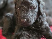 Bernerdoodle F1B Welpen Doodle Pudel Bernersennenhund